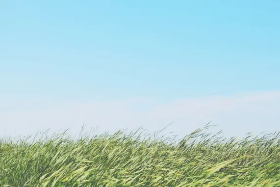 Casino Ted Bingo Podrška